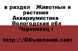  в раздел : Животные и растения » Аквариумистика . Вологодская обл.,Череповец г.